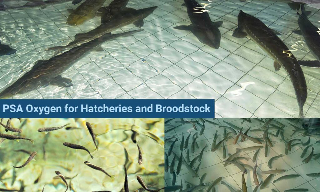 Oxygen for hatcheries and broodstock